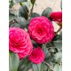 Camelia Japonica alb/ rosu/ roz ( ghiveci 15 litri) Camelia Japonica alb/ rosu/ roz ( ghiveci 15 litri)