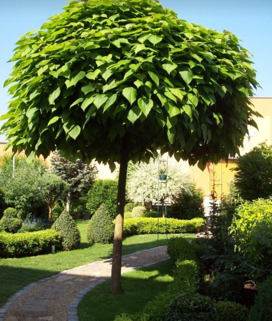 Catalpa Globulara 1.5-1.8m (ghiveci)