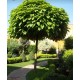 Catalpa Globulara 1.5-1.8m (ghiveci)