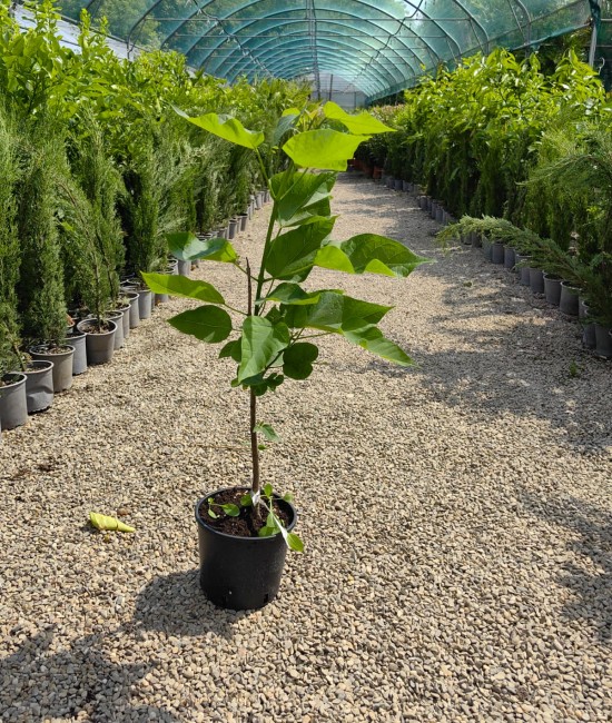 Catalpa 40-60cm (ghiveci) Catalpa 40-60cm (ghiveci)