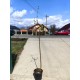 Kaki Tipo pe rod (ghiveci) Kaki Tipo pe rod (ghiveci)
