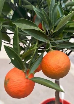 Clementin Isa 50-70cm (ghiveci)