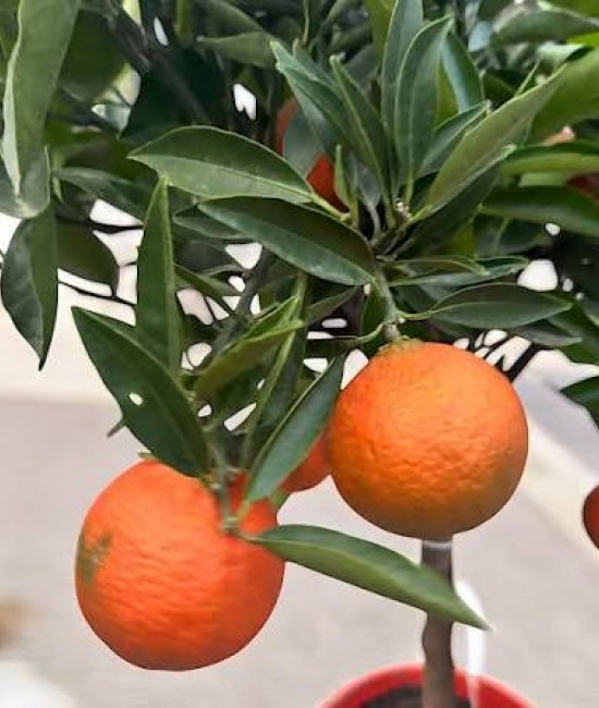 Clementin Isa 50-70cm (ghiveci) Clementin Isa 50-70cm (ghiveci)