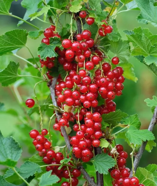 Coacaz rosu (radacina nuda) Coacaz rosu (radacina nuda)