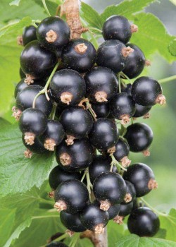 Coacaz Negru (ghiveci)