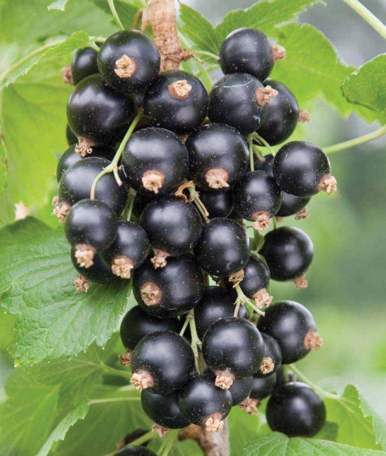 Coacaz Negru (ghiveci)
