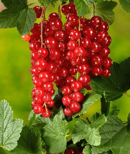 Coacaz Rosu (ghiveci) Coacaz Rosu (ghiveci)