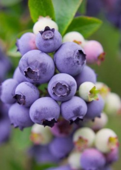 Afin Pitic Hortblue Petit (ghiveci)