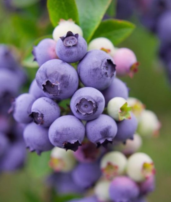 Afin Pitic Hortblue Petit (ghiveci) Afin Pitic Hortblue Petit (ghiveci)