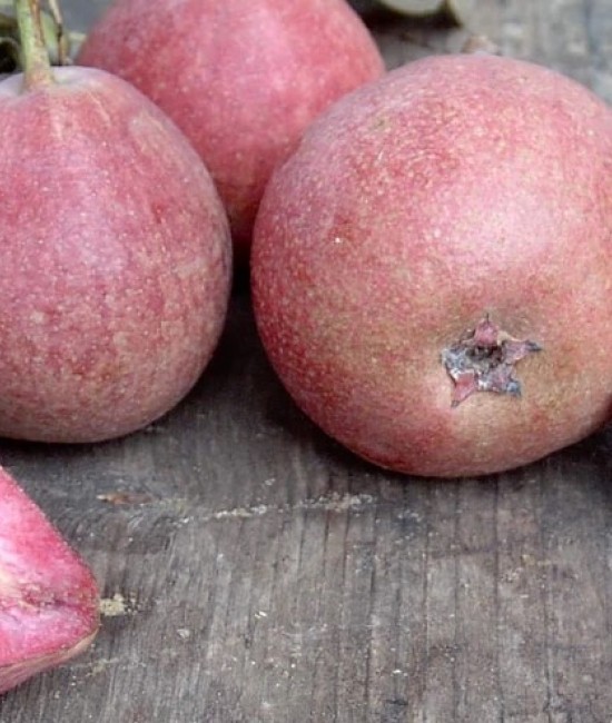 Par Cocomerina (radacina nuda) Par Cocomerina (radacina nuda)