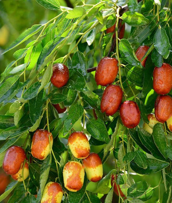 Curmal Chinezesc (Jujube) Curmal Chinezesc (Jujube)
