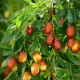 Curmal Chinezesc (Jujube) Curmal Chinezesc (Jujube)
