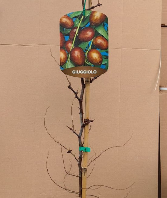 Curmal Chinezesc (Jujube) Curmal Chinezesc (Jujube)