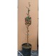 Curmal Chinezesc (Jujube) Curmal Chinezesc (Jujube)