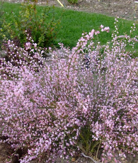 Cytisus scoparius Moyclare Pink (mătăsărița roz) Cytisus scoparius Moyclare Pink (mătăsărița roz)