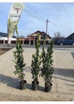 Dafin comestibil