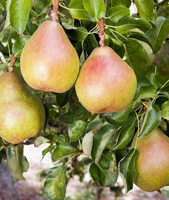 Par Decana (radacina nuda) Par Decana (radacina nuda)