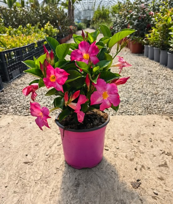 Dipladenia roz 20-30 cm (ghiveci) Dipladenia roz 20-30 cm (ghiveci)