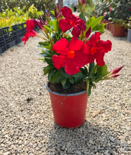 Dipladenia Rosie 20-30cm (ghiveci) Dipladenia Rosie 20-30cm (ghiveci)