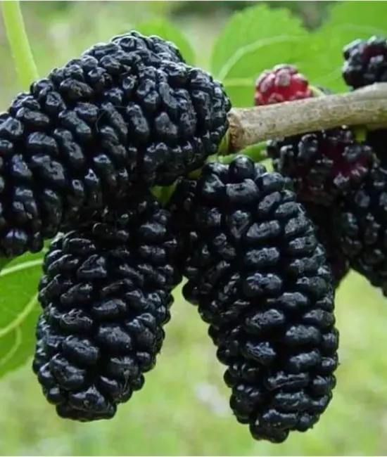 Dud negru 80-100 cm