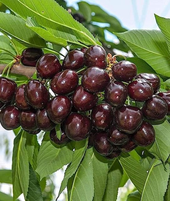 Cires Durone Negru (radacina nuda) Cires Durone Negru (radacina nuda)