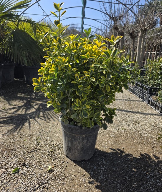 Evonimus aurea (Salba japoneza) Evonimus aurea (Salba japoneza)