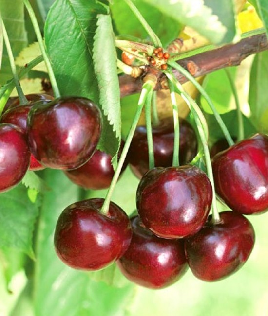 Cires Ferrovia (radacina nuda) Cires Ferrovia (radacina nuda)