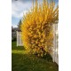 Forsythia-ploaia de aur (ghiveci) Forsythia-ploaia de aur (ghiveci)