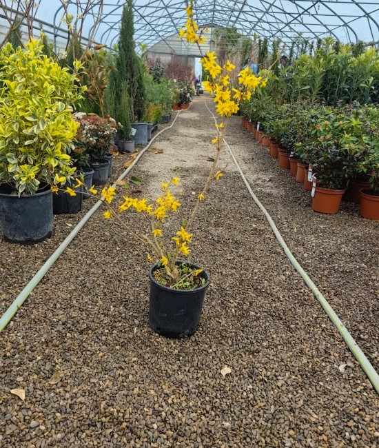 Forsythia-ploaia de aur (ghiveci) Forsythia-ploaia de aur (ghiveci)