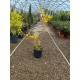 Forsythia-ploaia de aur (ghiveci) Forsythia-ploaia de aur (ghiveci)