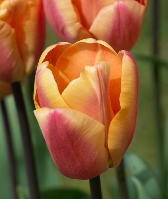 Pachet 3 bucati Lalea Apricot Foxx Pachet 3 bucati Lalea Apricot Foxx