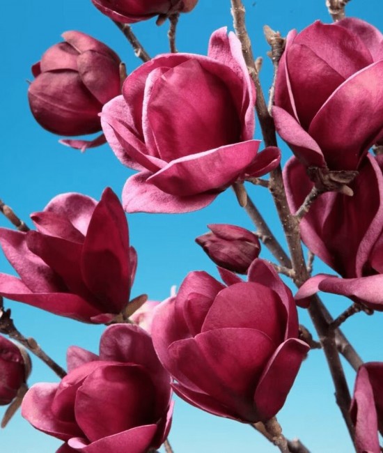 Magnolie Genie (alveola) Magnolie Genie (alveola)