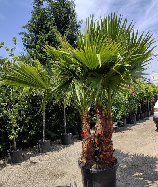 Palmier Washingtonia Ghiveci 130L Palmier Washingtonia Ghiveci 130L