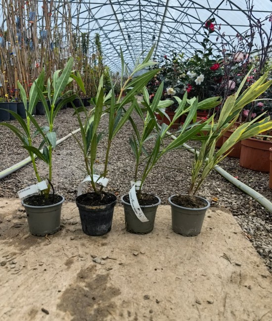 Leandru galben 20-40 cm