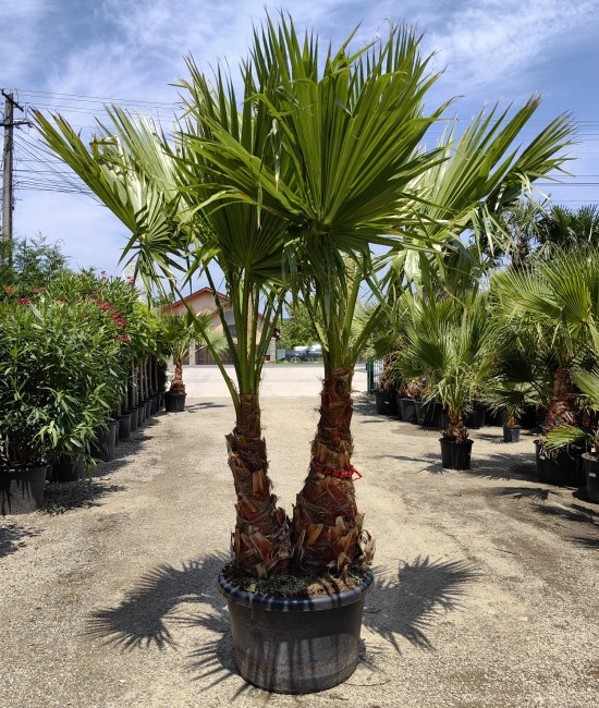 Palmier Washingtonia Ghiveci 130L Palmier Washingtonia Ghiveci 130L