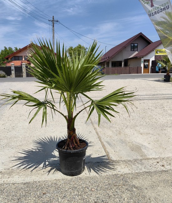 Palmier Washingtonia Ghiveci 15L Palmier Washingtonia Ghiveci 15L