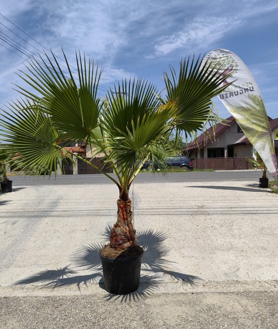 Palmier Washingtonia Ghiveci 55L Palmier Washingtonia Ghiveci 55L