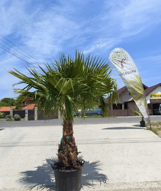 Palmier Washingtonia Ghiveci 80L Palmier Washingtonia Ghiveci 80L