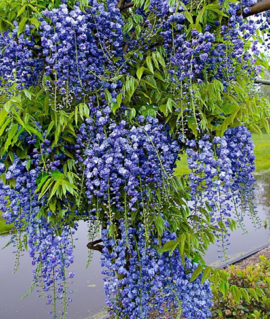 Glicina (Wisteria sinensis Prolific ) Glicina (Wisteria sinensis Prolific )