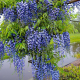 Glicina (Wisteria sinensis Prolific ) Glicina (Wisteria sinensis Prolific )