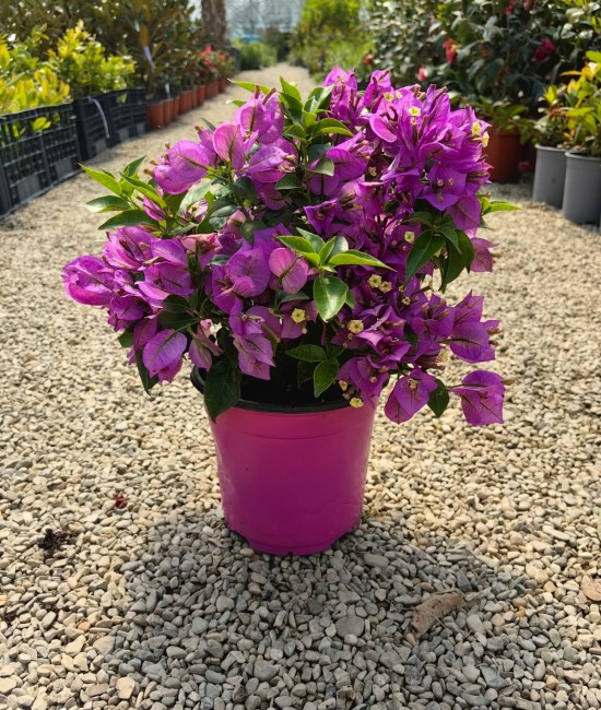 Bougainvillea(Floare de hartie) Glob 20-30cm (ghiveci) Bougainvillea(Floare de hartie) Glob 20-30cm (ghiveci)