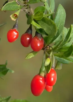 Goji Rosu (ghiveci)