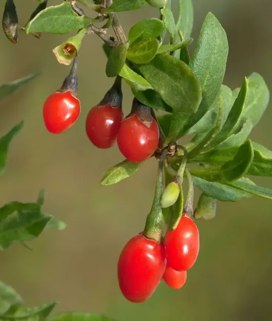 Goji Rosu (ghiveci) Goji Rosu (ghiveci)