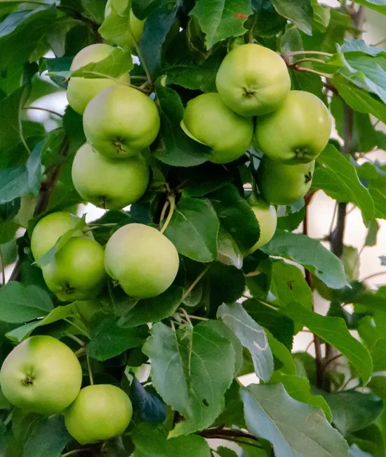 Mar Granny Smith (radacina nuda) Mar Granny Smith (radacina nuda)