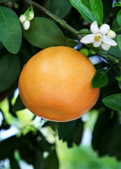 Grapefruit Rosu 50-70cm (ghiveci)