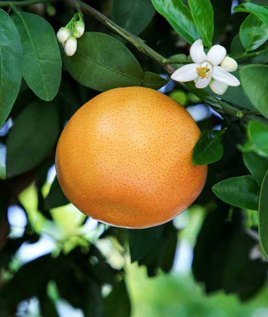 Grapefruit Rosu 50-70cm (ghiveci)