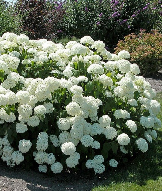 Hortensie alba (alveola) Hortensie alba (alveola)
