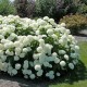 Hortensie alba (alveola) Hortensie alba (alveola)