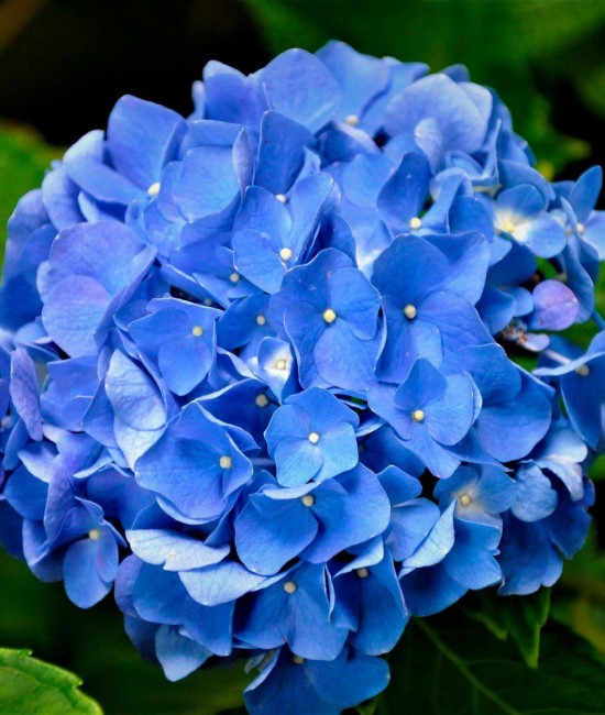 Hortensie albastra (alveola) Hortensie albastra (alveola)