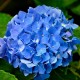 Hortensie albastra (alveola) Hortensie albastra (alveola)